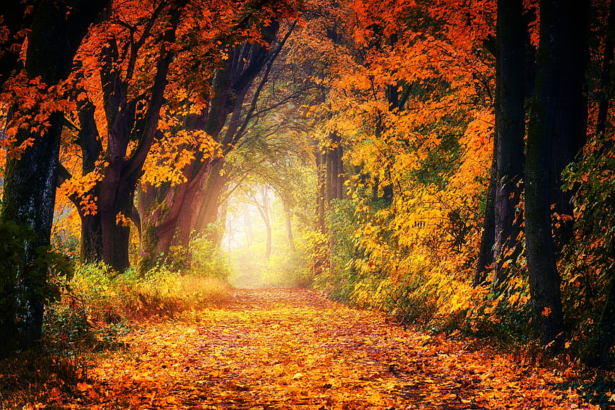 Magical Autumn Forest Path with Golden Sunlight