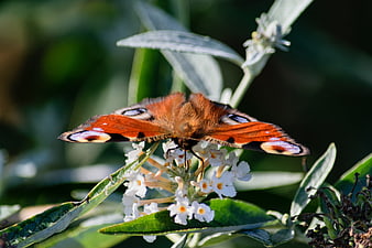 Peacock Butterfly on White Butterfly Bush Flower