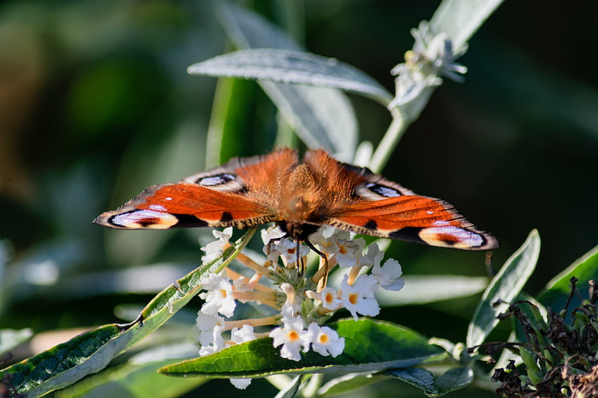 Peacock Butterfly on White Butterfly Bush Flower
