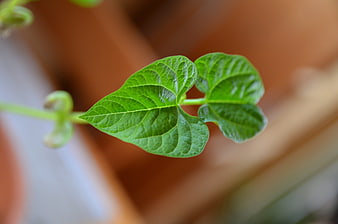 Close-up of fresh green bean plant leaves
