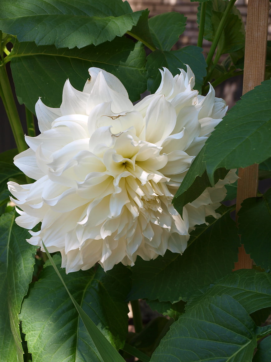 Close-up of a large white dahlia flower in a garden