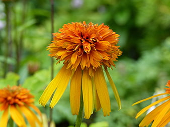 Close-up of vibrant orange and yellow coneflower in garden