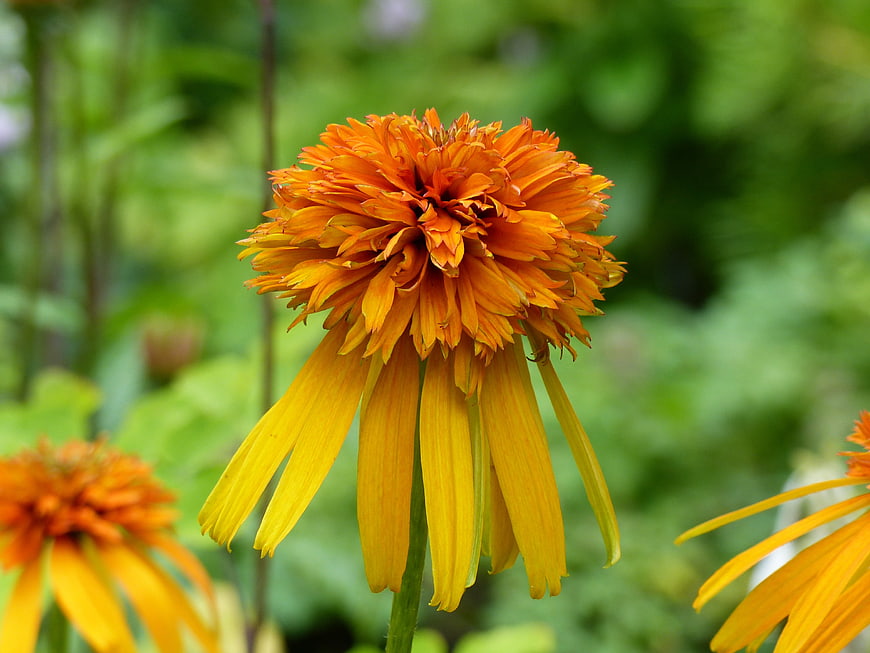 Close-up of vibrant orange and yellow coneflower in garden
