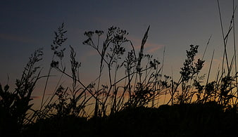 Silhouette of tall grass against a colorful sunset sky