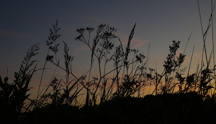 Silhouette of tall grass against a colorful sunset sky