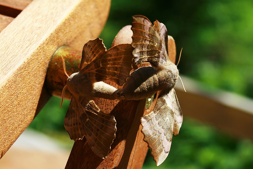 Two Polyphemus Moths Mating on Wooden Fence