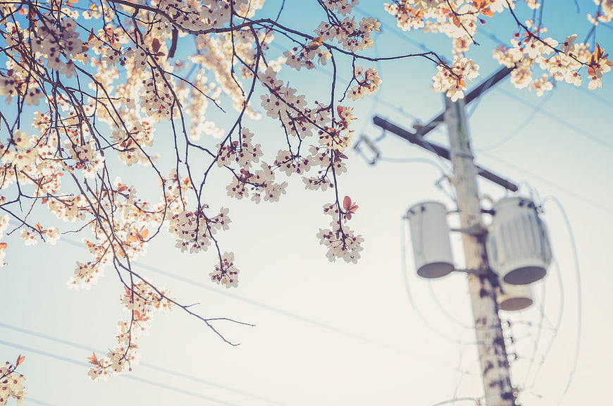Cherry Blossoms and Power Lines Against Blue Sky