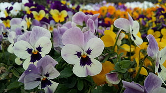 Close-up of purple and white pansies in a garden