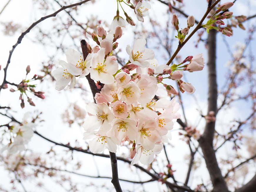 Close-up of White and Pink Cherry Blossoms on Branch