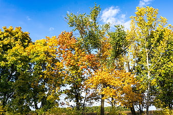 Vibrant Autumn Trees Against Blue Sky
