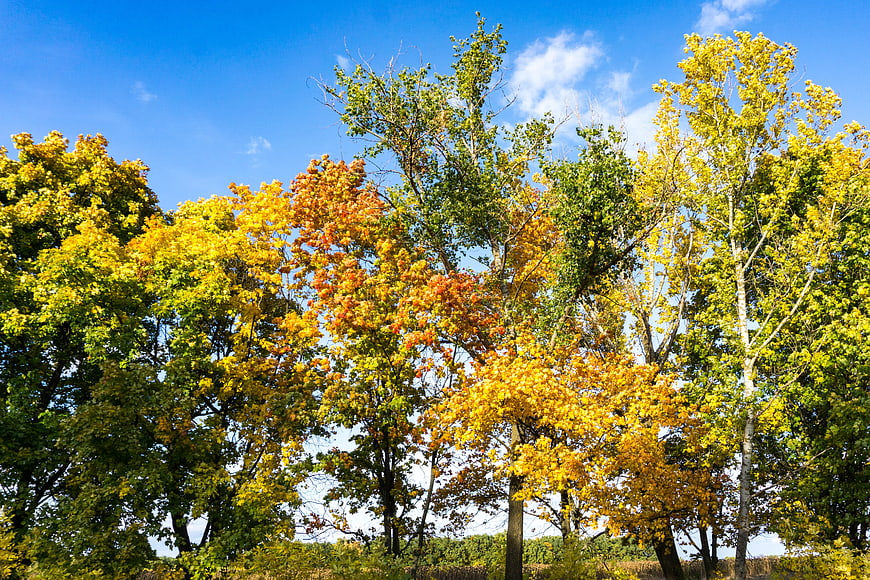 Vibrant Autumn Trees Against Blue Sky