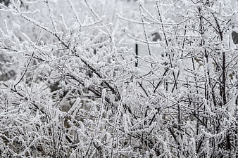 Frost-covered branches in a winter forest