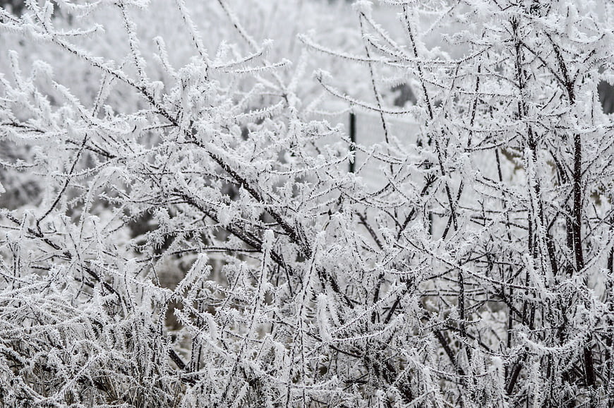 Frost-covered branches in a winter forest
