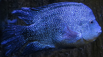 Close-up of Blue Speckled Flowerhorn Cichlid Fish