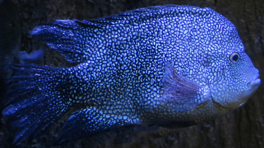 Close-up of Blue Speckled Flowerhorn Cichlid Fish
