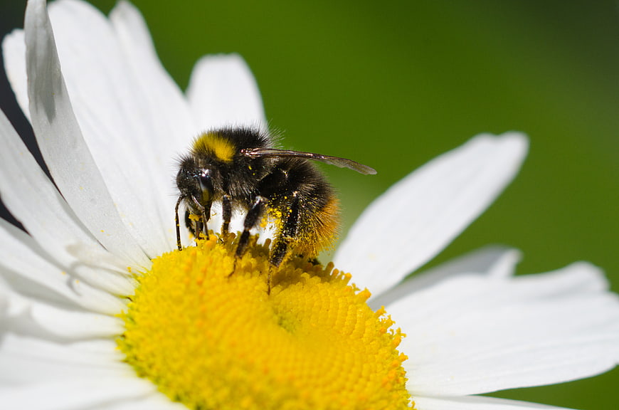 Close-up of a bumblebee collecting pollen on a white daisy