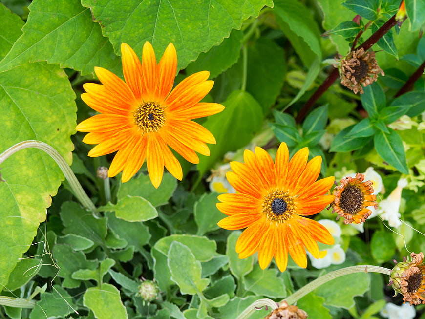 Vibrant Orange and Yellow African Daisies in Green Garden