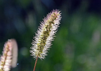 Close-up of a fuzzy foxtail grass seed head in sunlight