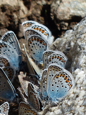 Close-up of Blue Butterflies Clustering on a Rock