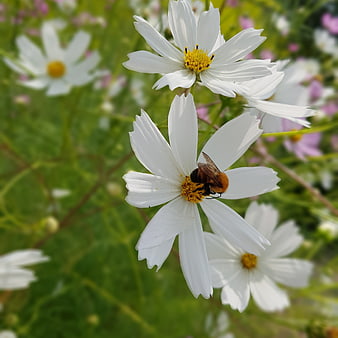 Bumblebee Pollinating White Cosmos Flower in Garden