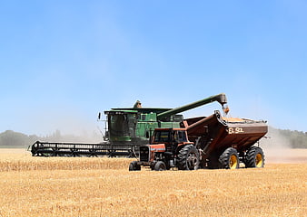 Combine Harvester and Tractor Harvesting Wheat Field