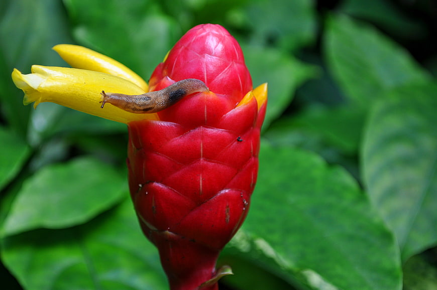 Close-up of a snail on a vibrant red and yellow flower bud