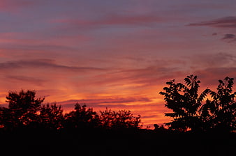 Vibrant Sunset Sky with Silhouetted Trees