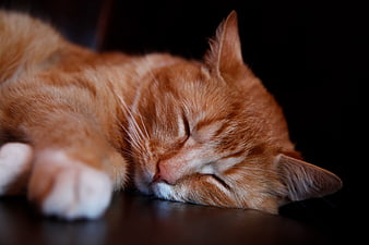 Close-up of a sleeping orange tabby cat on a dark background