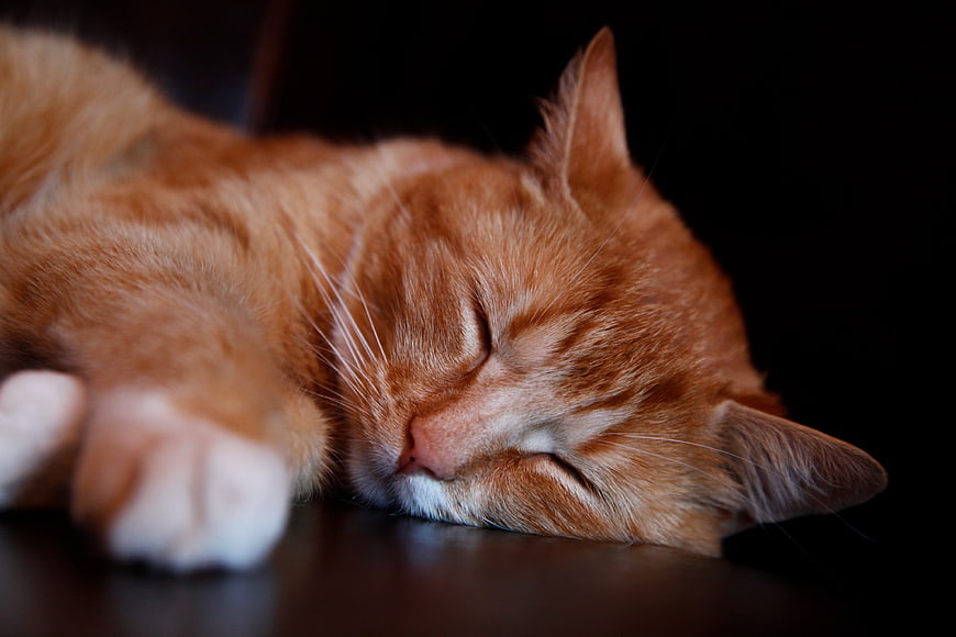 Close-up of a sleeping orange tabby cat on a dark background