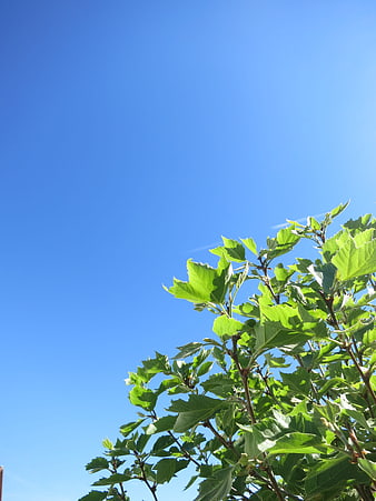 Green tree leaves against a clear blue sky background