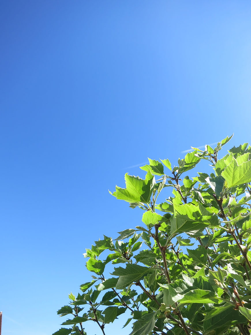 Green tree leaves against a clear blue sky background
