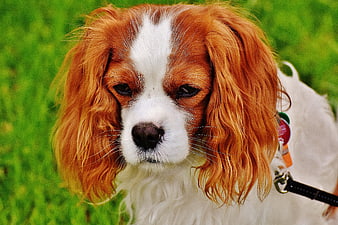 Close-up portrait of a Cavalier King Charles Spaniel on grass