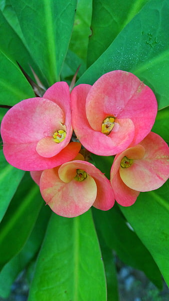Close-up of Pink Crown of Thorns Flowers with Green Leaves