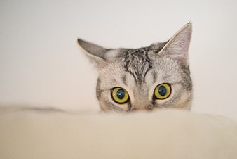 Curious gray tabby cat peeking over edge with green eyes