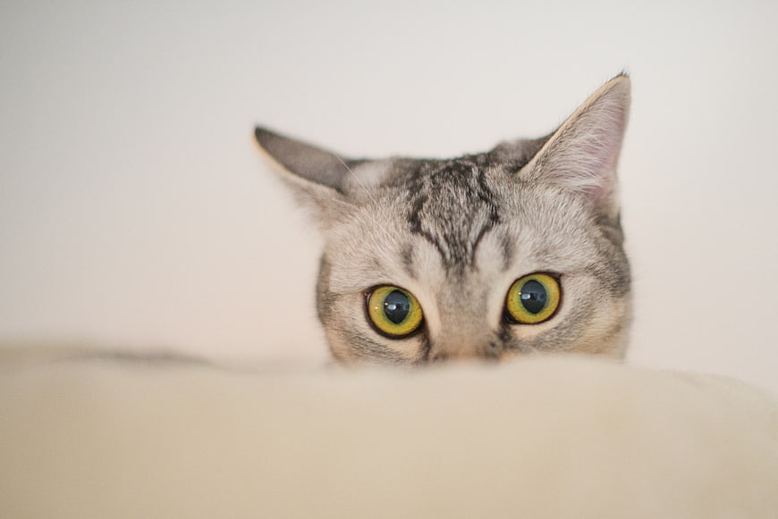Curious gray tabby cat peeking over edge with green eyes