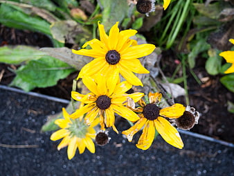 Close-up of yellow black-eyed susan flowers in garden