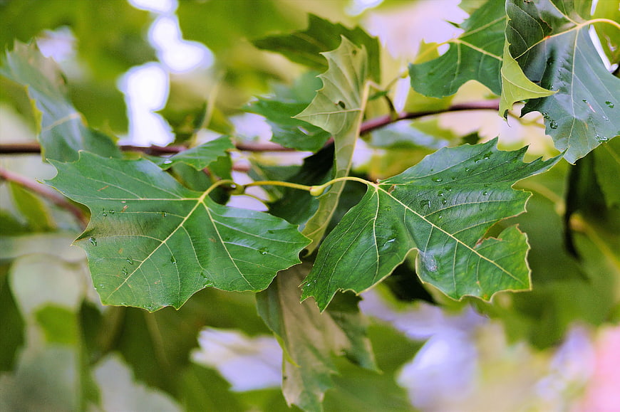 Close-up of Green Chestnut Leaves with Water Droplets on Branches