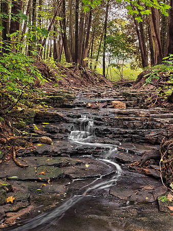 Serene Forest Stream Flowing Over Rocks