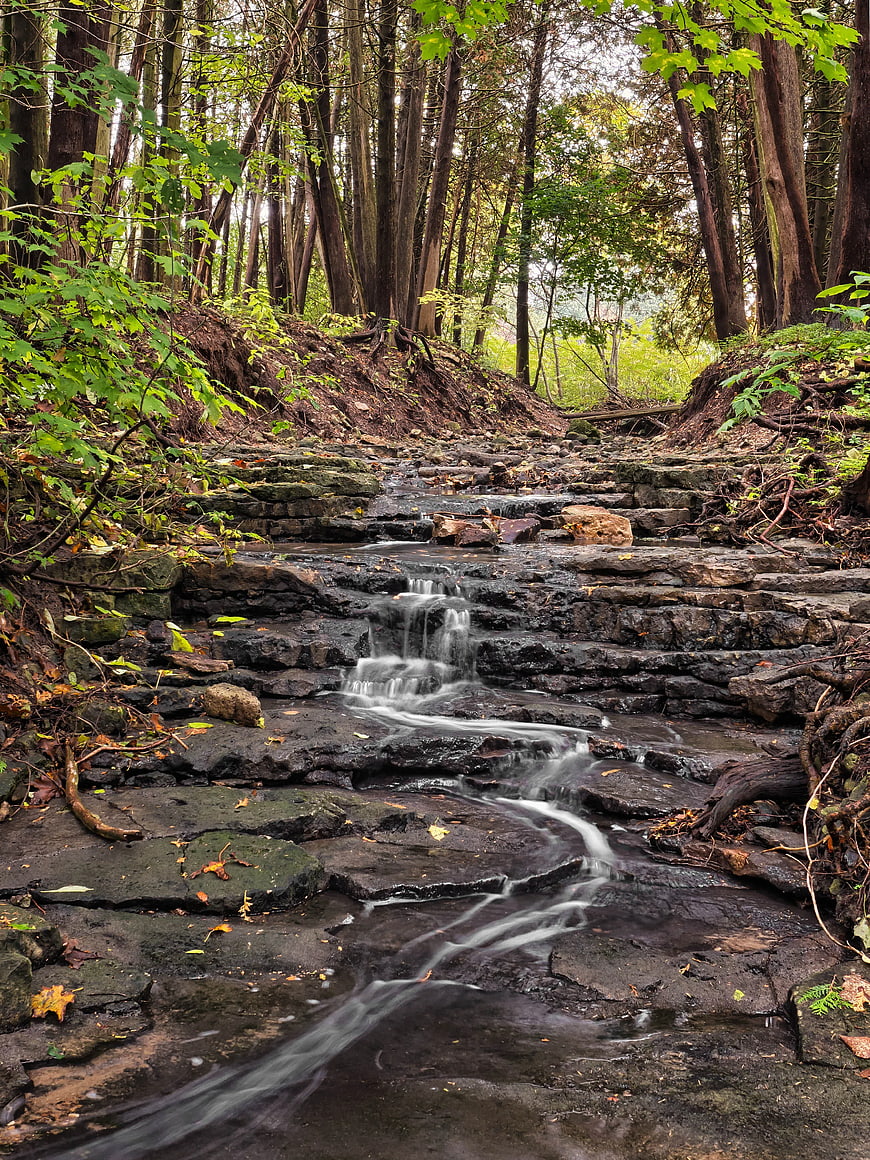Serene Forest Stream Flowing Over Rocks