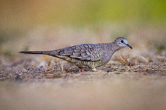 Common Bronzewing Dove Standing on Dry Ground