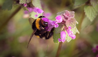 Close-up of a bumblebee pollinating pink wildflowers