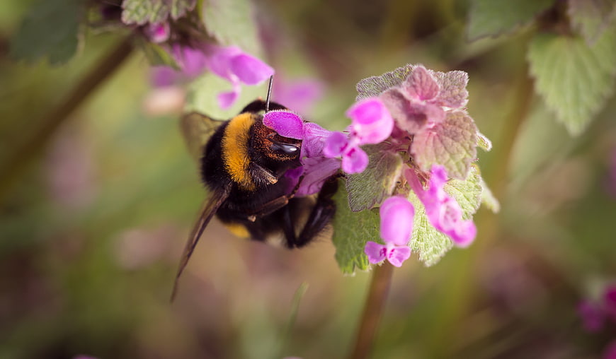 Close-up of a bumblebee pollinating pink wildflowers