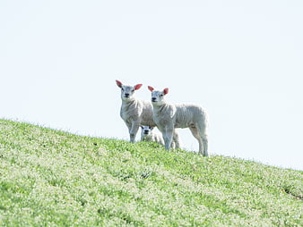 Three white lambs standing on a green grassy hill