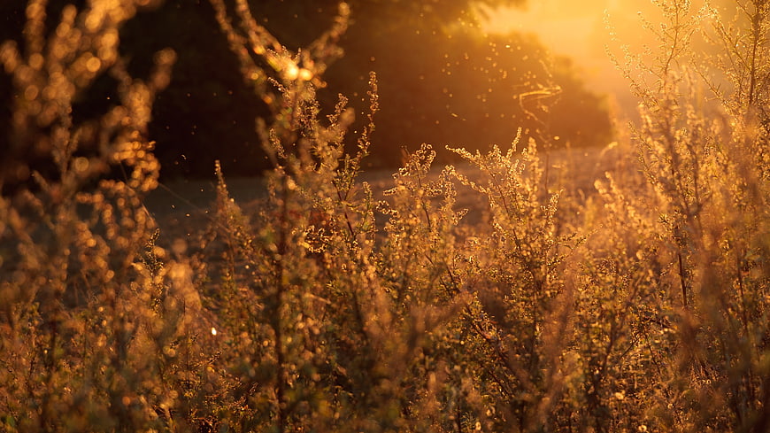 Golden sunlight filtering through tall wild plants and branches