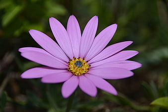 Close-up of a vibrant purple Osteospermum flower with yellow center