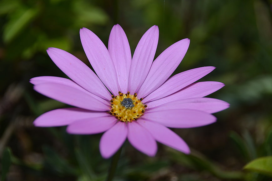 Close-up of a vibrant purple Osteospermum flower with yellow center