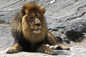 Majestic Male Lion Resting on Rocky Terrain