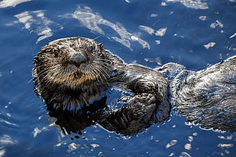 Sea Otter Floating On Blue Water Surface