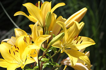 Vibrant yellow lilies blooming in a garden