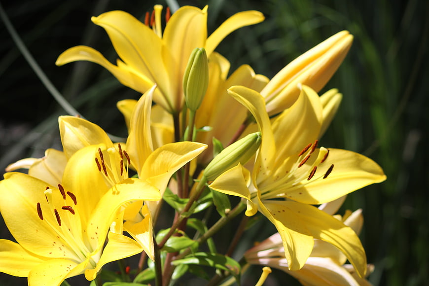 Vibrant yellow lilies blooming in a garden